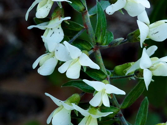 {Baptisia bracteata}